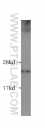 10544-1-AP - TAF9 / TAF2G