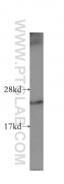 10544-1-AP - TAF9 / TAF2G
