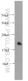 10234-2-AP - Transgelin-2 (TAGLN2)