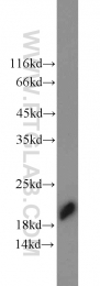 15199-1-AP - TMED10 / TMP21