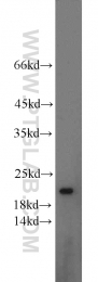 15199-1-AP - TMED10 / TMP21