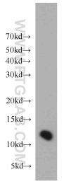 16092-1-AP - TMEM141