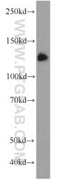 22527-1-AP - TMEM168