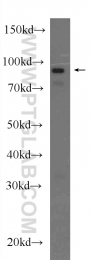 19851-1-AP - TMEM173 / STING