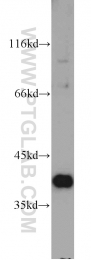19851-1-AP - TMEM173 / STING