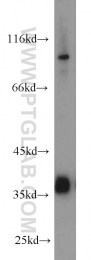 19851-1-AP - TMEM173 / STING