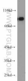 19851-1-AP - TMEM173 / STING