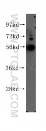 11283-1-AP - TMPRSS4