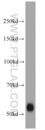 12950-1-AP - TMPRSS6