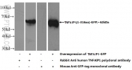 15320-1-AP - TNFAIP1 / EDP1