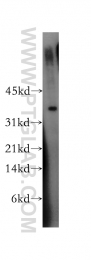 13321-1-AP - TNFAIP6