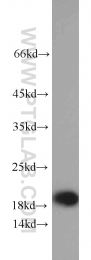 15940-1-AP - TNFAIP8L2