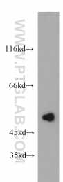 15459-1-AP - TNIP2