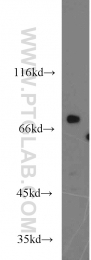 14199-1-AP - TNK1