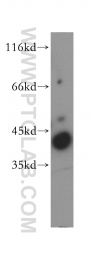 18409-1-AP - TOMM40