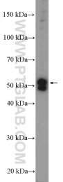 21459-1-AP - TOR1AIP1