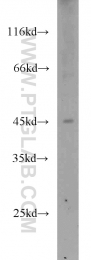 10647-1-AP - Torsin-3A (TOR3A)