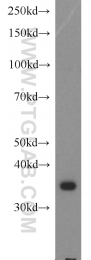 14828-1-AP - TP53I3