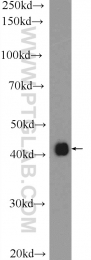 17872-1-AP - TP53INP1