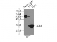 10713-1-AP - Triosephosphate isomerase (TPI1)