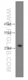 10713-1-AP - Triosephosphate isomerase (TPI1)
