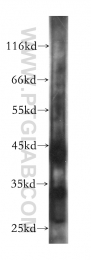 60036-1-Ig - Triosephosphate isomerase (TPI1)