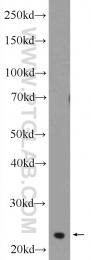 25040-1-AP - TPPP