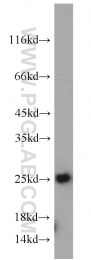 10824-1-AP - TPT1 / TCTP