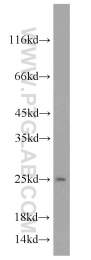 10824-1-AP - TPT1 / TCTP
