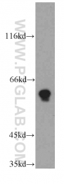 12982-1-AP - TPTE