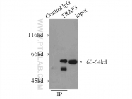 18099-1-AP - TRAF3 / CRAF1