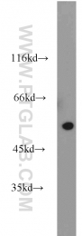10332-1-AP - TRAIP / RNF206