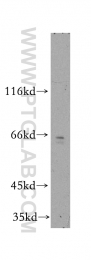 13311-1-AP - TRAM2