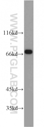 10325-1-AP - TRAP1 / HSP75