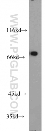 10325-1-AP - TRAP1 / HSP75