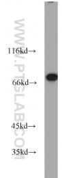 10325-1-AP - TRAP1 / HSP75