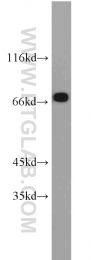 10325-1-AP - TRAP1 / HSP75