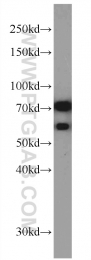 10325-1-AP - TRAP1 / HSP75