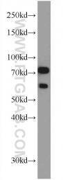 10325-1-AP - TRAP1 / HSP75