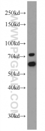 10325-1-AP - TRAP1 / HSP75