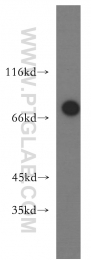 10325-1-AP - TRAP1 / HSP75