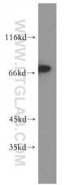 10325-1-AP - TRAP1 / HSP75