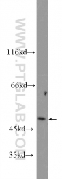 13744-1-AP - TRIM22 / RNF94