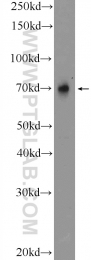 11476-1-AP - TRIM5 / RNF88
