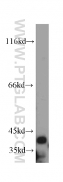 21074-1-AP - TRIM54 / MURF3 / RNF30