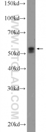 11953-1-AP - TRIM6 / RNF89