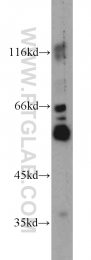 11953-1-AP - TRIM6 / RNF89
