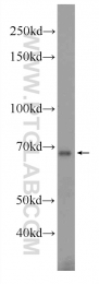 12951-1-AP - TRIM69 / RNF36