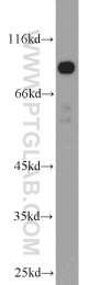 10786-1-AP - TRIM9 / RNF91