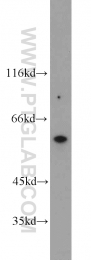 10786-1-AP - TRIM9 / RNF91